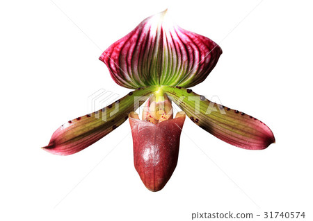 Flower Head Flower Head 31740574
