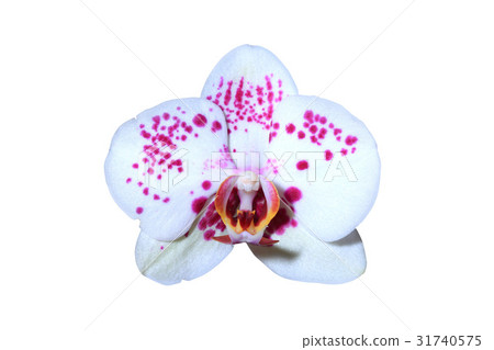 Flower Head Flower Head 31740575