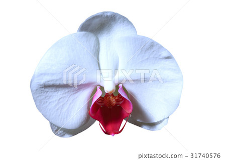 Flower Head Flower Head 31740576