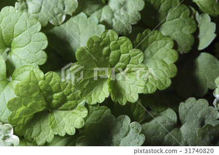 Flower & Herb 31740820