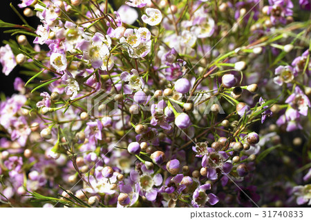 Flower & Herb Flower & Herb 31740833