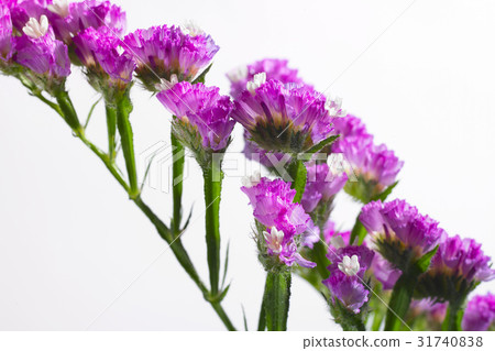 Flower & Herb 31740838