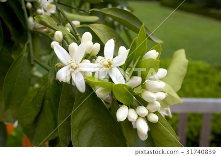 Flower & Herb 31740839