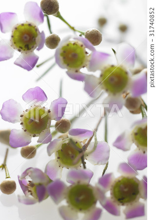 Flower & Herb Flower & Herb 31740852