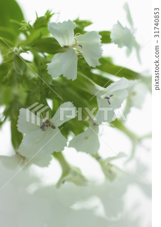 Flower & Herb 31740853