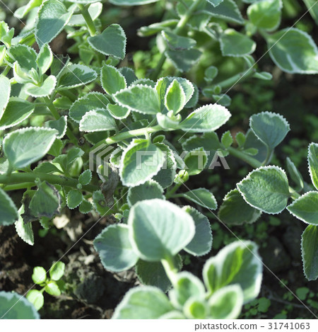 Vanilla Vanilla 31741063