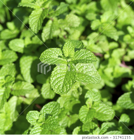 Vanilla Vanilla 31741155