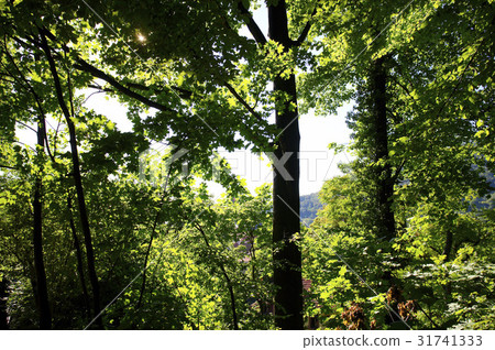 Natural Environment Natural Environment 31741333