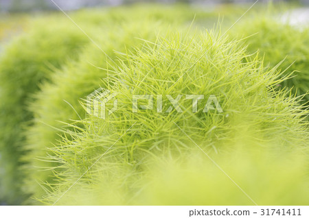 Natural Environment 31741411
