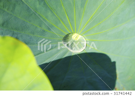 Lotus Lotus 31741442