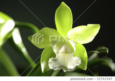 Flower Flower 31741547