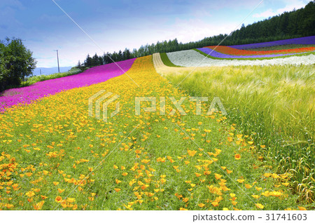 Flower Flower 31741603