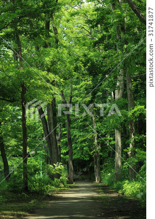 Edwin · Dun Memorial Park · Miscellaneous forest Edwin · Dun Memorial Park · Miscellaneous forest 31741877