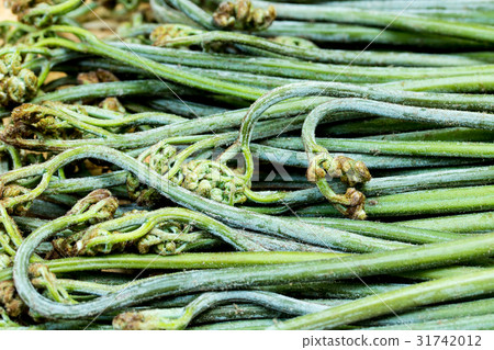 Morning taking brush 31742012