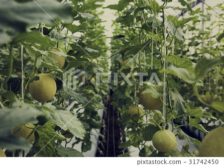 Organic honeydew harvest nature garden Organic honeydew harvest nature garden 31742450