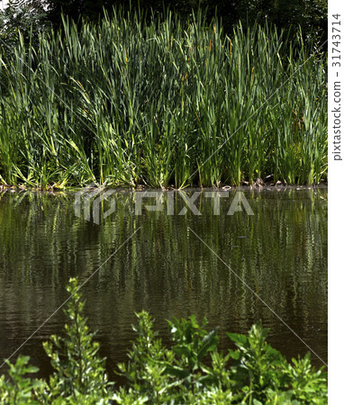 Swamp Swamp 31743714