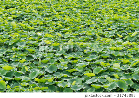 初夏的蓮花田在表面上蔓延(靜岡市熔岩盆地) 初夏的蓮花田在表面上蔓延(靜岡市熔岩盆地) 31743895