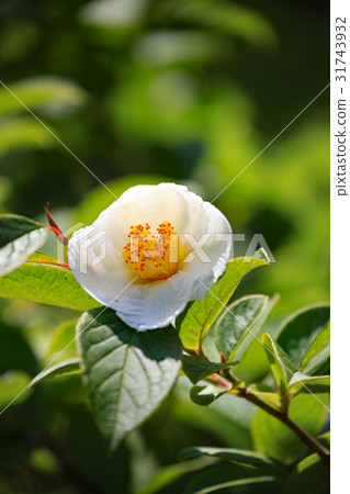 Summer Camellia Summer Camellia 31743932