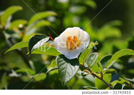 Summer Camellia Summer Camellia 31743933