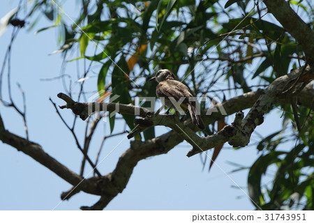 A bird A bird 31743951