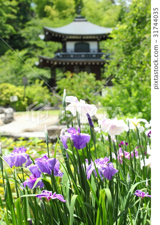 Korakuji和Kannondo的鳶尾花 Korakuji和Kannondo的鳶尾花 31744035