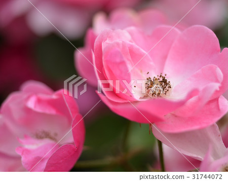 玫瑰 玫瑰 31744072