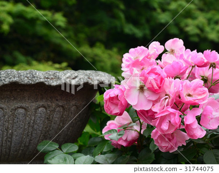 玫瑰 玫瑰 31744075