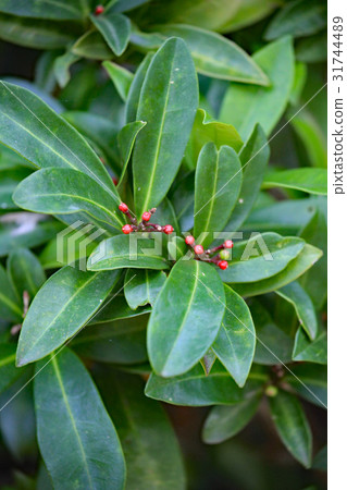 Miyamashikimi 31744489