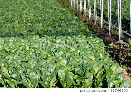 房子栽培的Komatsuna 房子栽培的Komatsuna 31744503