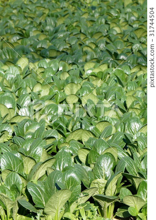 房子栽培的Komatsuna 房子栽培的Komatsuna 31744504