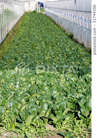 Komatsuna of house cultivation Komatsuna of house cultivation 31744506