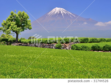 Tea garden and Mt. Fuji - 333267 31744526