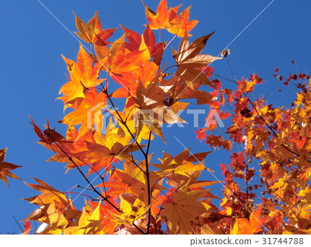 Autumn leaves Autumn leaves 31744788