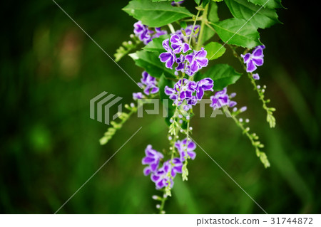 Duranta 31744872