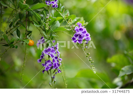 Duranta 31744875