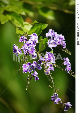 Duranta 31744884