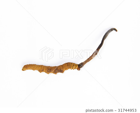 Cordyceps sinensis on white background Cordyceps sinensis on white background 31744953