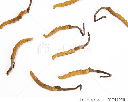 The caterpillar fungus The caterpillar fungus 31744956