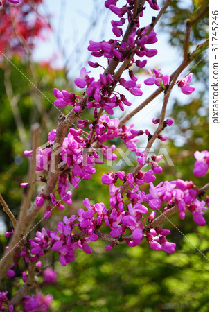 Beautiful red vermicelli 31745246