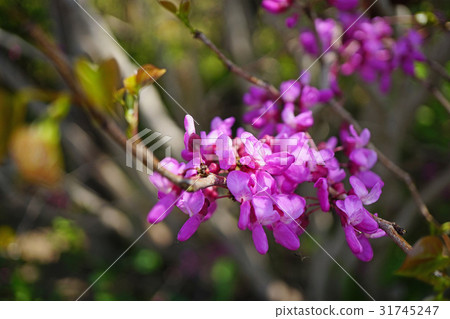 Beautiful red vermicelli 31745247