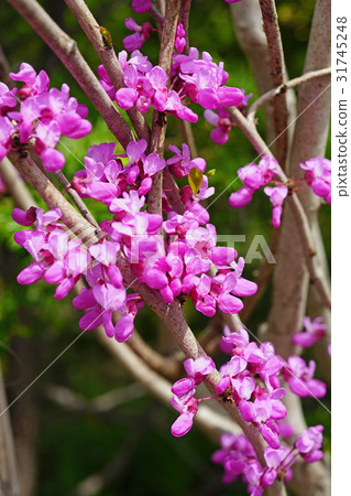 美麗的紅色細麵條 31745248