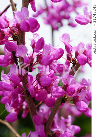 Beautiful red vermicelli 31745249