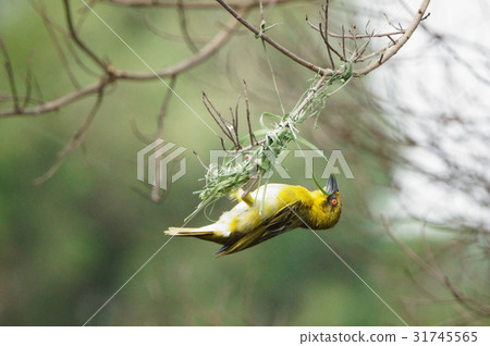 Weaver bird Weaver bird 31745565