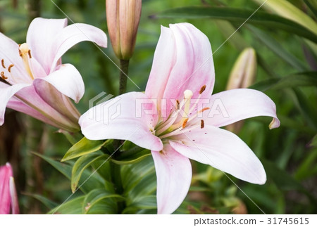 百合花 31745615