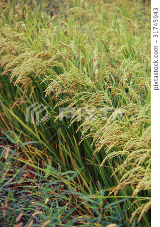 Rice ear before harvest Rice ear before harvest 31745943