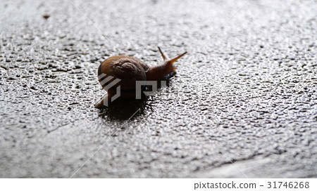 Snail on the concrete 31746268