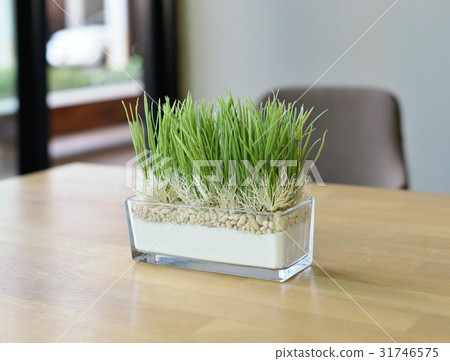 Grass pot on wood table with blurry background Grass pot on wood table with blurry background 31746575