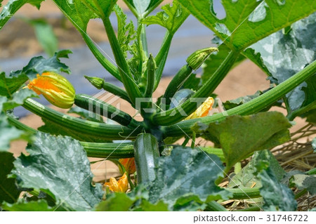 Cultivation of zucchini Cultivation of zucchini 31746722