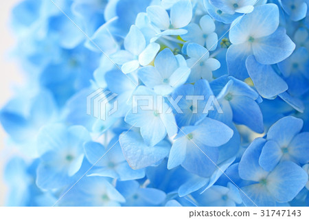 美麗的八仙花屬的特寫鏡頭 美麗的八仙花屬的特寫鏡頭 31747143