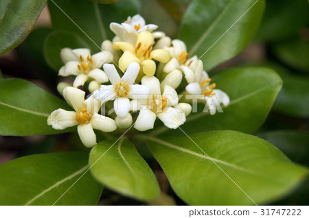 Towella (bamboo flower) 31747222